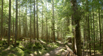 Young forest in the Carbon River valley from the Wonderland Trail