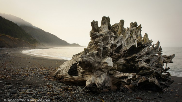 Old growth driftwood on the Lost Coast Trail