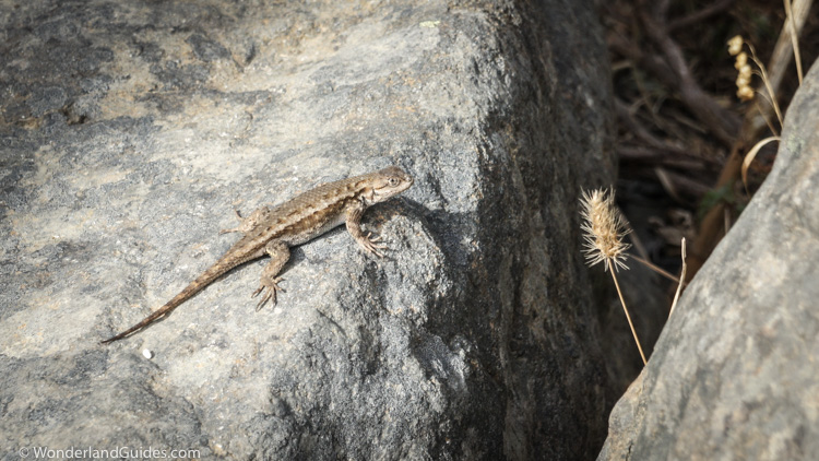 Western fence lizard