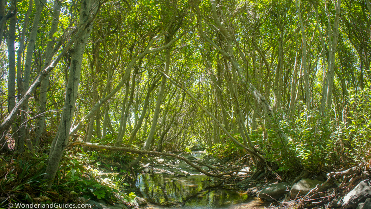 Kinsey Creek on the Lost Coast Trail