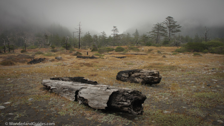 Coastal prairie meets the mixed evergreen forests of the fog belt in the King Range.