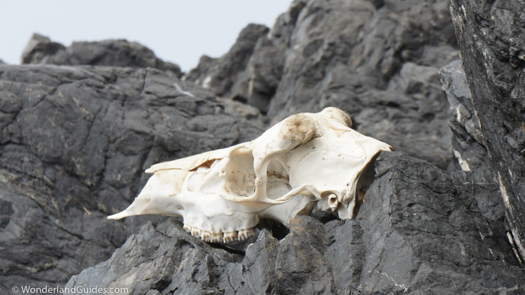 Sea lion skull