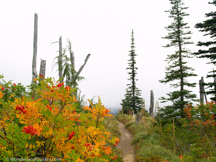 The Silver Forest on the western slopes of Rainier on the Wonderland Trail