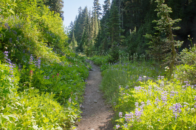 Moraine Park on the Wonderland Trail, Mount Rainier National Park