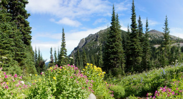 Berkeley Park on the Northern Loop Trail - Mount Rainier Hiking Book