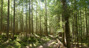 The Carbon River valley - Wonderland Trail Book