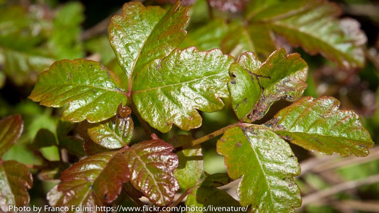 Pacific Poison Oak