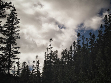 The forests of Fryingpan Creek