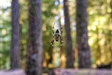 Spider