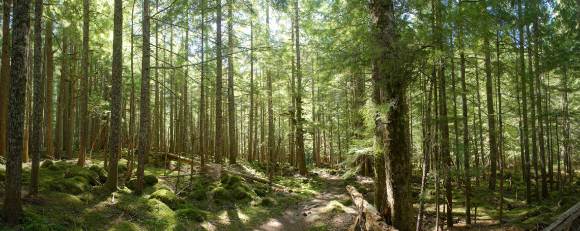 Young forest