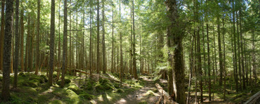 Young forest