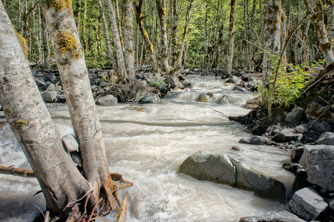 Dying forest