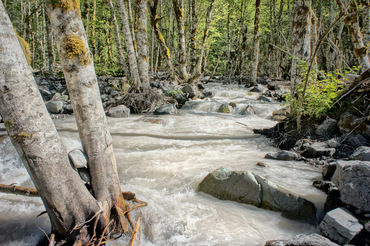 Dying forest