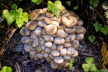 Mushrooms