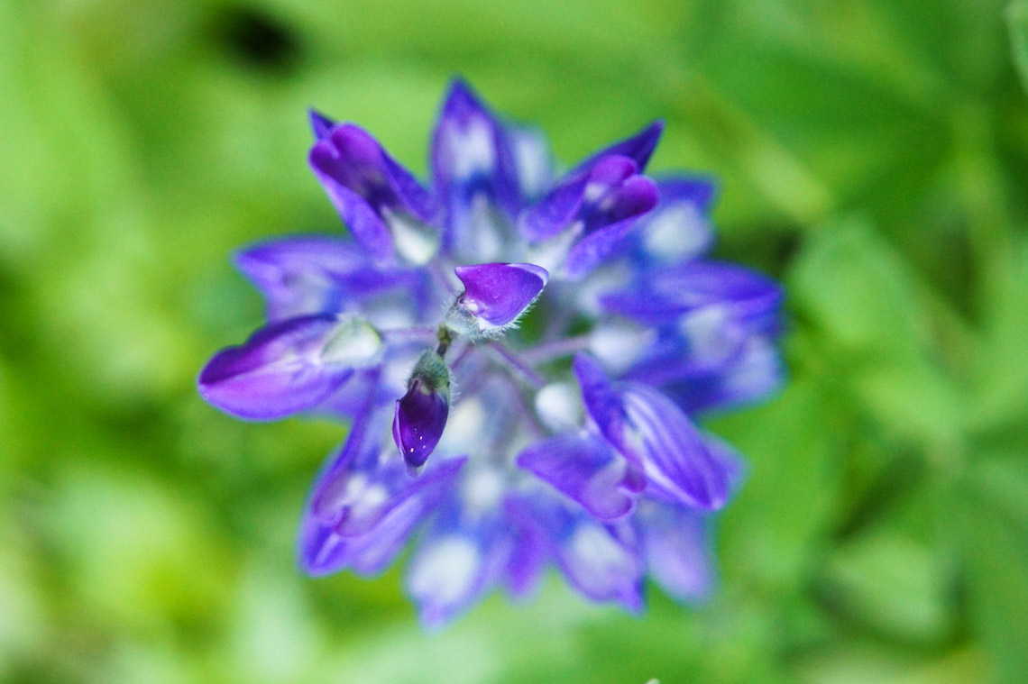 Wildflowers