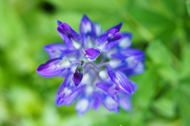 Wildflowers