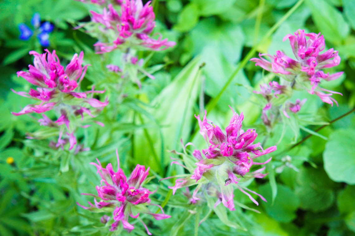 Wildflowers