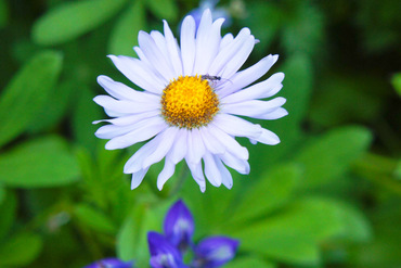 Wildflowers
