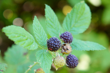 berries