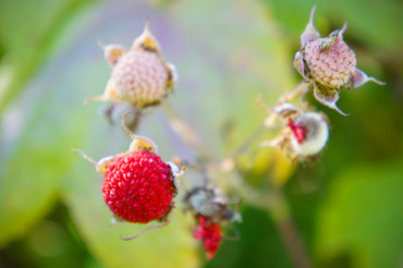 thimble berries