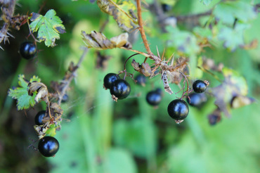 berries