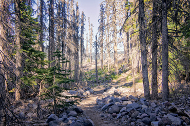fragile forests